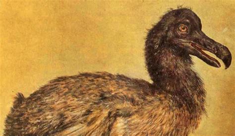 Rare Animals That Are Extinct