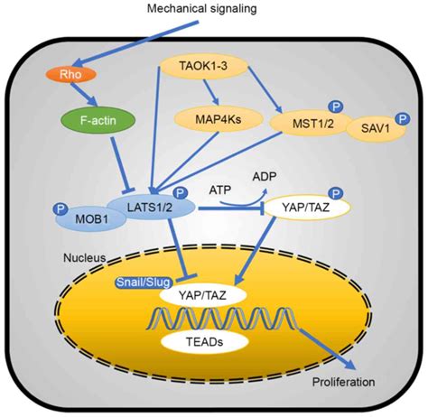 Regulation And Mechanism Of YAP TAZ In The Mechanical Microenvironment