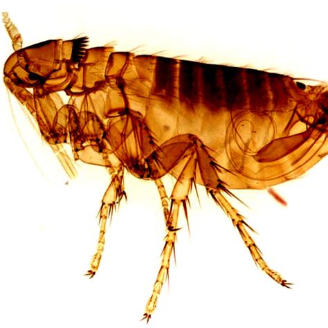 Effective Flea Pest Control In Bewdley Country Life Pest Control