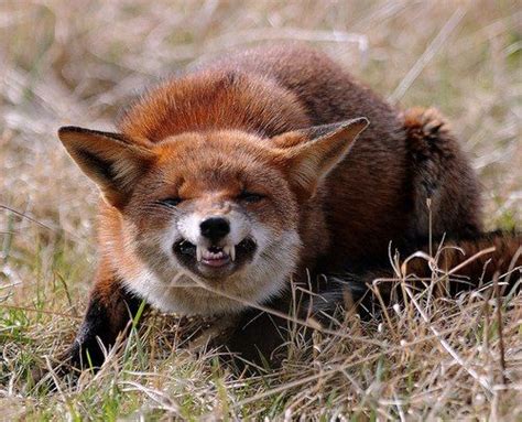 Tumblr Animals Angry Fox Animals Beautiful