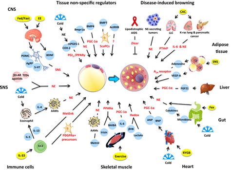 The Inter Organ Regulation Of Adipose Tissue Browning The Schematic