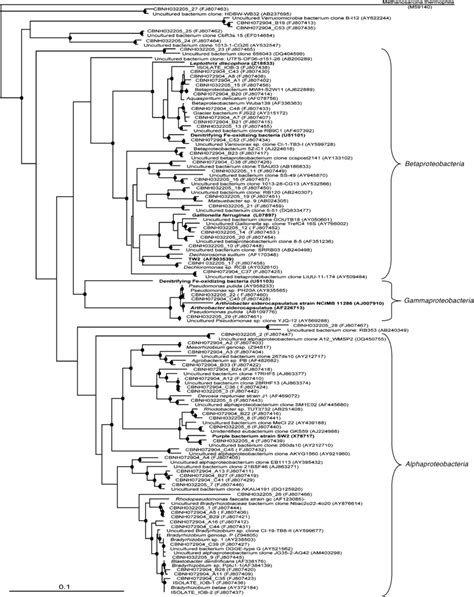 S Rrna Gene Based Phylogenetic Tree Of Putative Iob Enrichment Clones