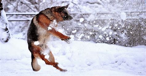 German Shepherd In Snow Wallpapers Hd | Background Wallpaper Gallery