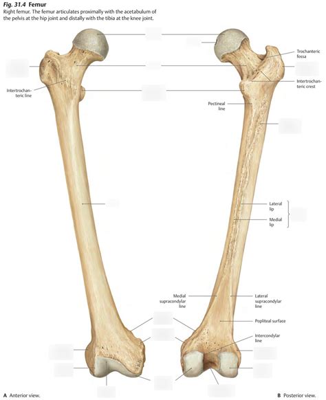 Hsci Lab Femur Bone Markings Diagram Quizlet