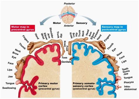 Exam 3- Descending Pathway and Spinal Reflex Flashcards | Quizlet