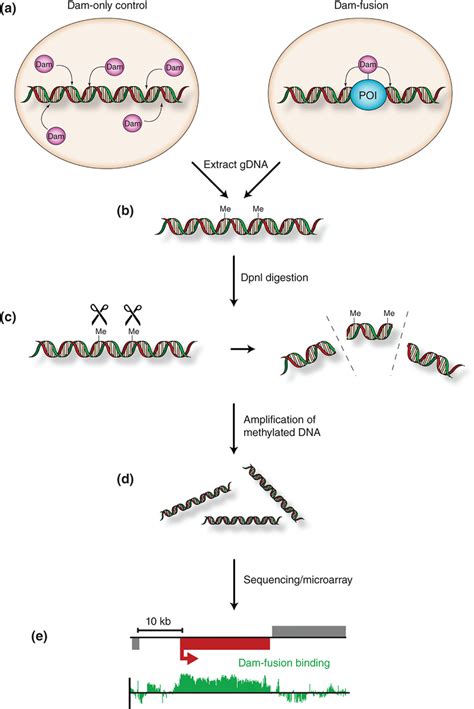 Schematic Illustrating DNA Adenine Methyltransferase Identification