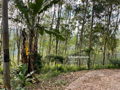 Durian Farm Balik Pulau Ayer Itam Agricultural Land For Sale