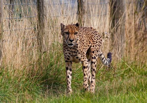 Cheetah Stalking Big Cat Free Photo On Pixabay Pixabay