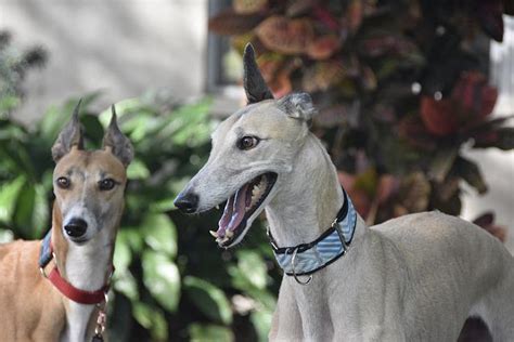 Do Greyhounds Need Special Collars