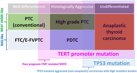 Schematic Representation Of The Overlap Between Tumor Type Tert Download Scientific Diagram