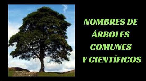 Nombres de Árboles Comunes y Científicos YouTube