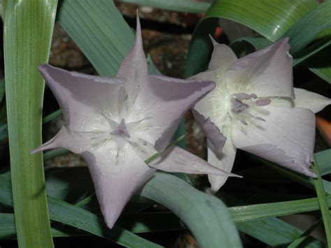 Calochortus Liliaceae Image At Phytoimages Siu Edu