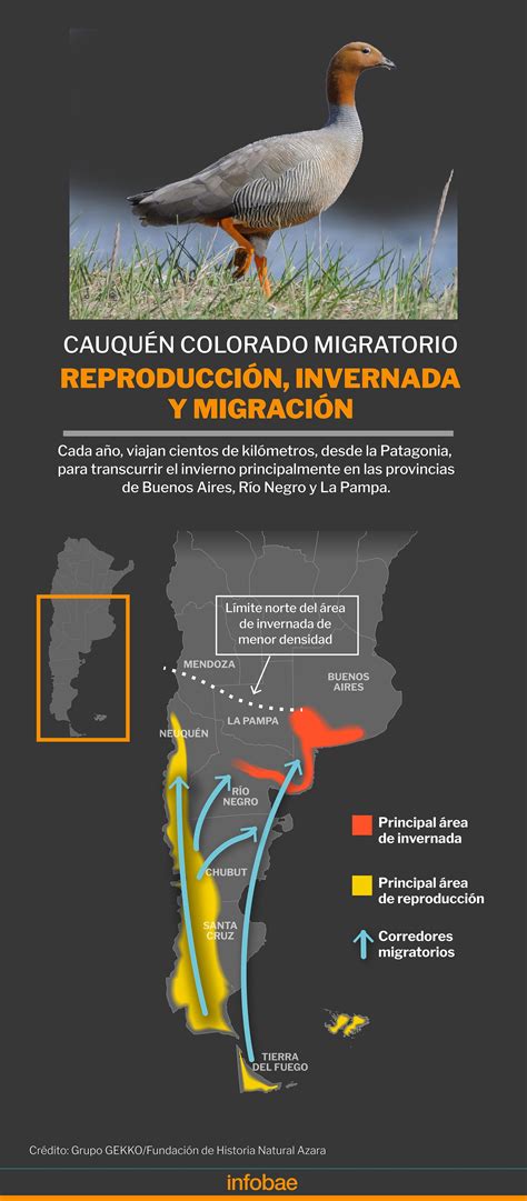 Un Santuario Un Geoportal Y Transmisión Satelital Las Herramientas Para Salvar Al Cauquén