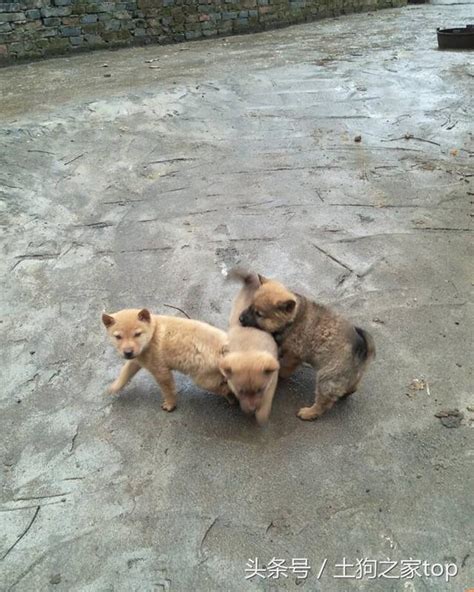 養中華田園犬被嘲笑，難道養寵物狗就能代表主流？ 每日頭條