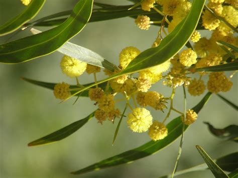 Free Images Nature Branch Blossom Fruit Leaf Flower Food Green