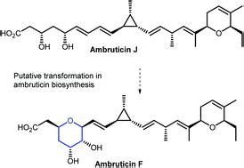 Ambruticins四氢吡喃环形成和全合成 Organic Biomolecular Chemistry X MOL