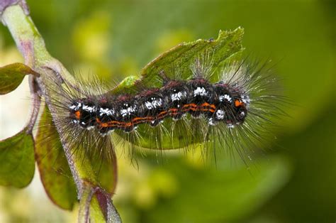 Brown-tail moth caterpillar Photograph by Science Photo Library - Fine ...