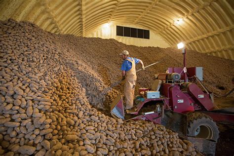 Potato Farming Photograph By Jim West Fine Art America