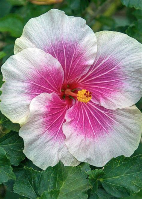 Bicolor Hibiscus By Sally Weigand Hardy Hibiscus Hibiscus Plant