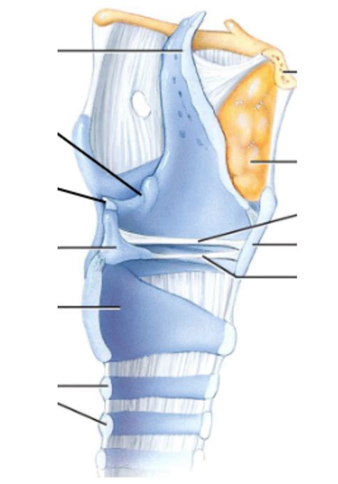 Larynx Cartilage Midsagittal Diagram Quizlet