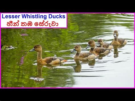 Lesser Whistling Ducks Diyasaru Park Youtube