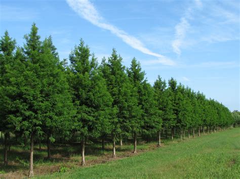 Green Whisper® Baldcypress Bold Spring