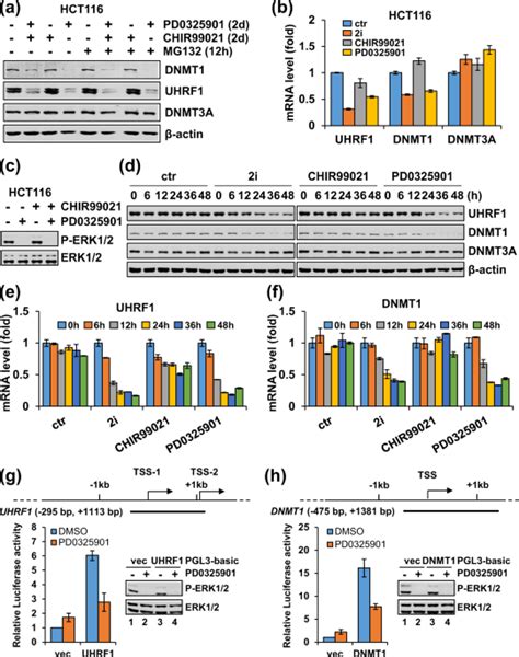 Activated Mekerk Pathway Drives Widespread And Coordinated