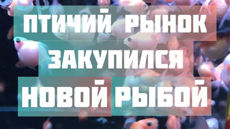 Птичий рынок... купил много рыбы!! - YouTube