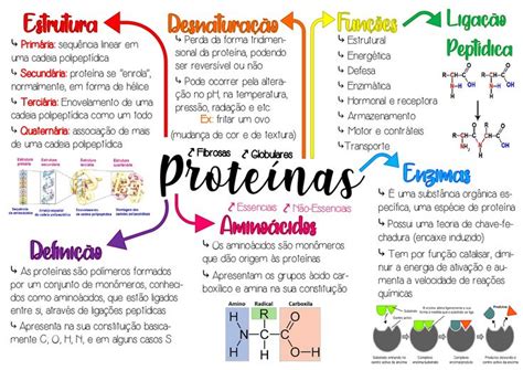 Mapa Mental Sobre Prote Nas Aulas De Biologia Notas Organiza O