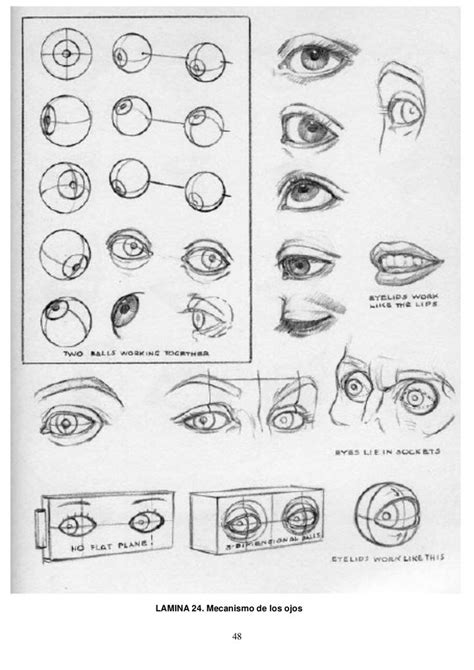 Andrew Loomis Dibujo De Cabeza Y Manos Espa Ol Eye Anatomy Anatomy