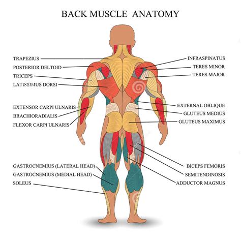 Human Muscle Anatomy Poster In The Back A Medical Instruction Etsy