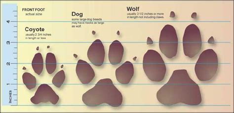 Wolf Conservation & Management Program | Montana FWP