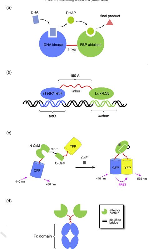 Figure 3 from Synthetic fusion protein design and applications ...