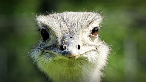 Free Picture Wildlife Bird Animal Nature Wild Ostrich Eye