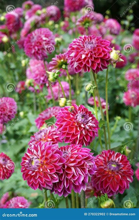 Pink Red Dahlia Blossoms And Buds In Garden Daylight Stock Photo