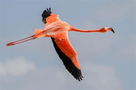 American Flamingo