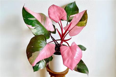 Philodendron Pink Princess The Ultimate Care Guide Your Indoor Herbs