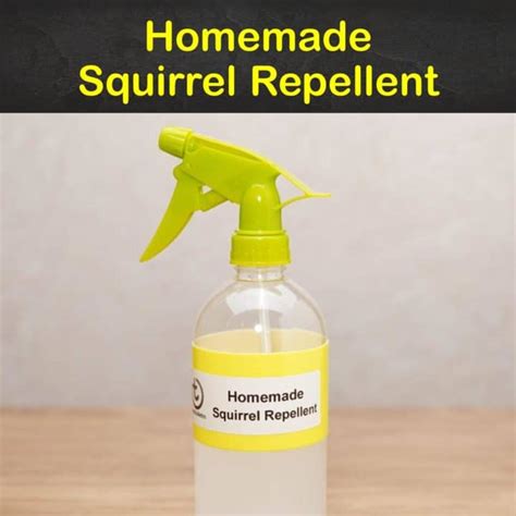 Keep Squirrels Away 7 Homemade Squirrel Repellent Tips