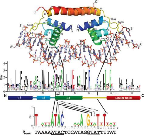 The Dna Binding Domain Of Benm Reveals The Structural Basis For The