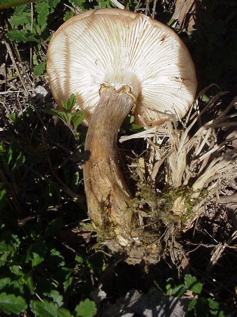 Photos De Champignons Photos De Champignons Champignon Armillaire