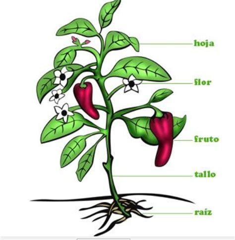 Conocer Las Plantas Pictoeduca