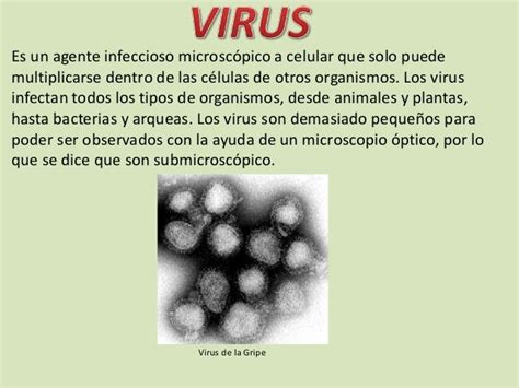 Virus La Reproducción Del Virus Y Sus Enfermedades Mas Mortales