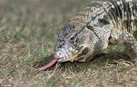 South American Tegu Lizard Is Latest Species To Invade Florida Daily