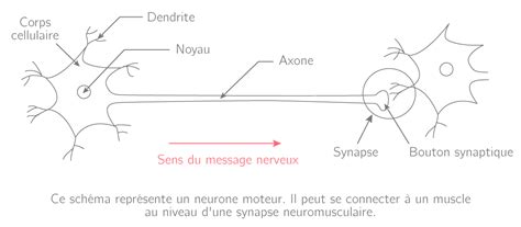 La Communication Nerveuse TS Fiche Bac SVT Kartable