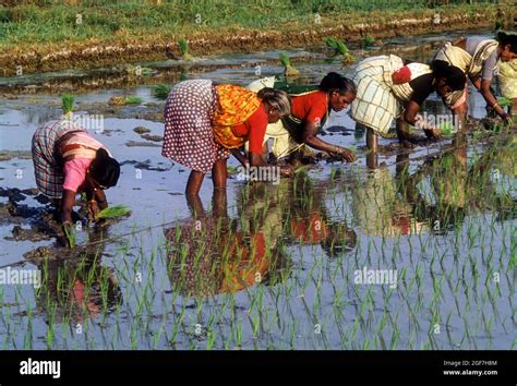 Rice paddy seedlings transplanting the field, Tamil Nadu, India Stock Photo - Alamy