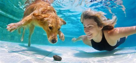 Can Dogs Smell Underwater? - Wag!