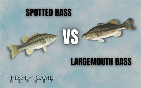 Spotted vs. Largemouth Bass: Differences Explained | Fish and Game Report