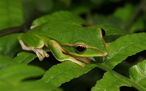 Online Crop Hd Wallpaper Frogs Tree Frog Wallpaper Flare