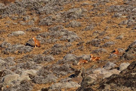 Lobo etíope - Canis simensis, hermoso lobo en peligro de extinción endémico en colinas etíopes ...