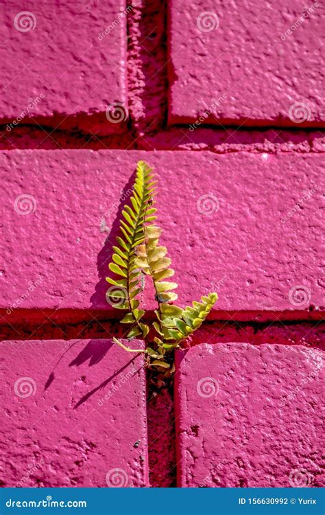 Planta Verde Que Crece En Una Pared De Ladrillo Rosa Texturado Foto De